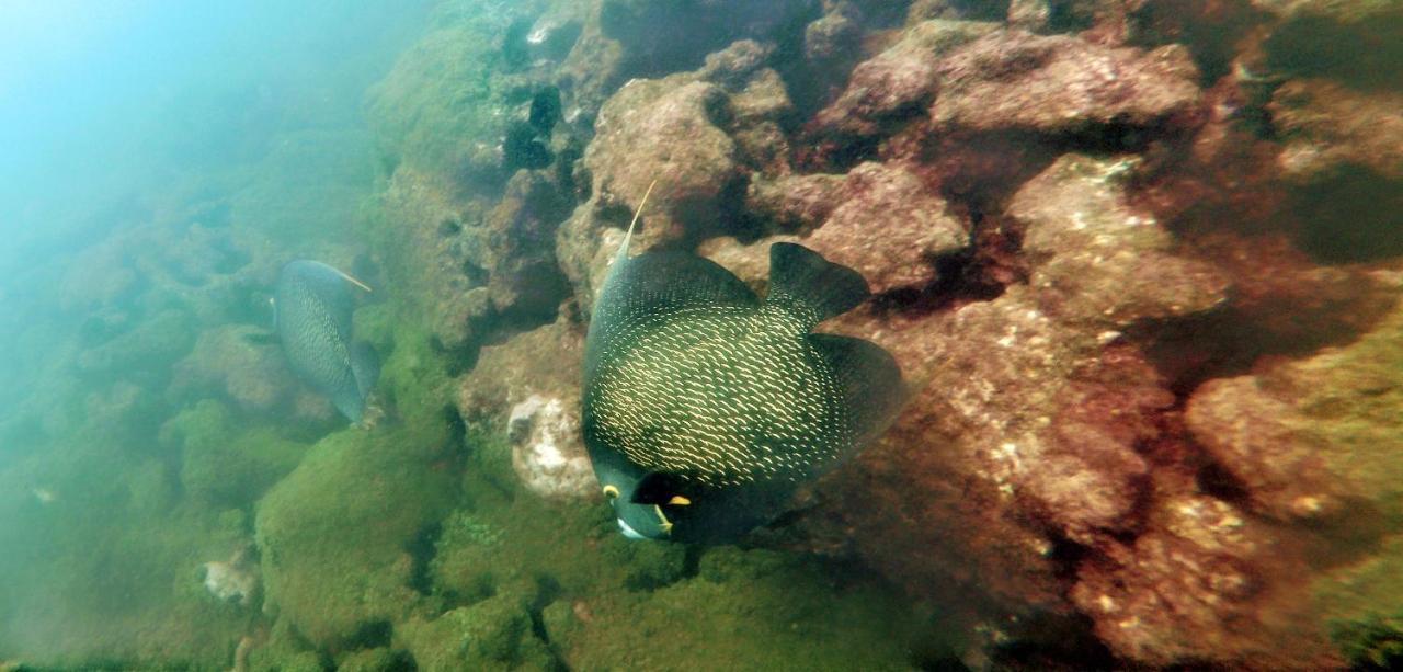 Paul'S Kitchenettes Da Praia & Nemo Dive, Centro De Mergulho Santa Cruz Cabralia Εξωτερικό φωτογραφία